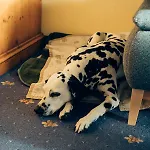 Hundefreundliche Brombachsee