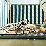 Hundefreundliche Brombachsee * Spalt